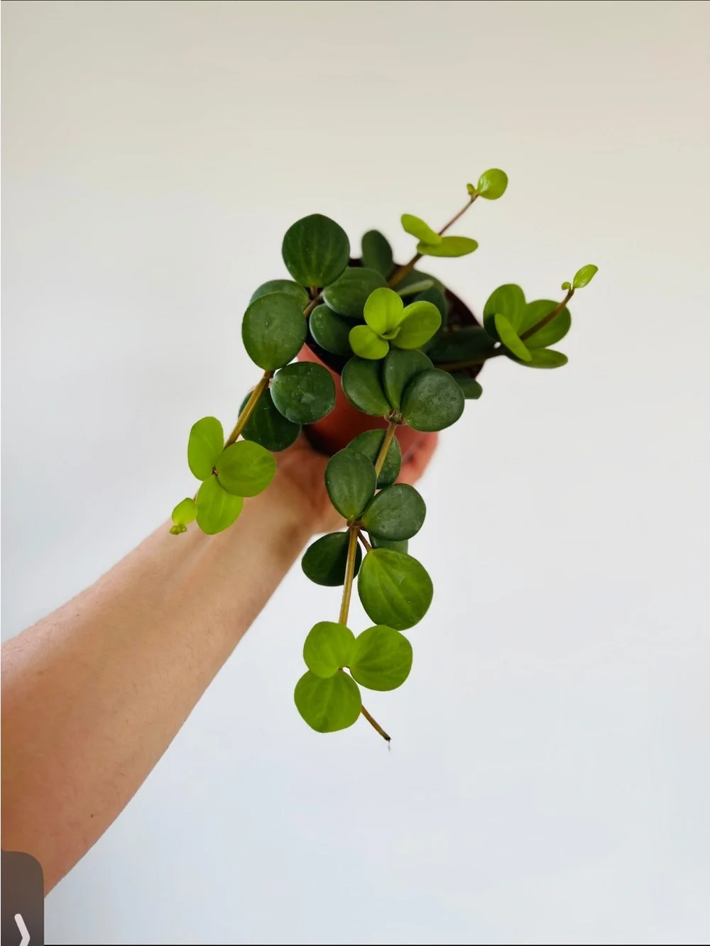 Peperomia Hope Collector Plant – Rooted Cutting – Rare Trailing Peperomia